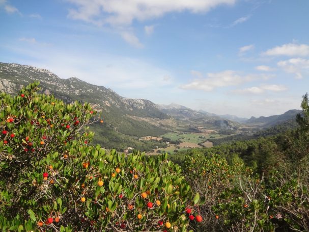 Die Höhepunkte Mallorcas - das Beste in einer Wanderwoche